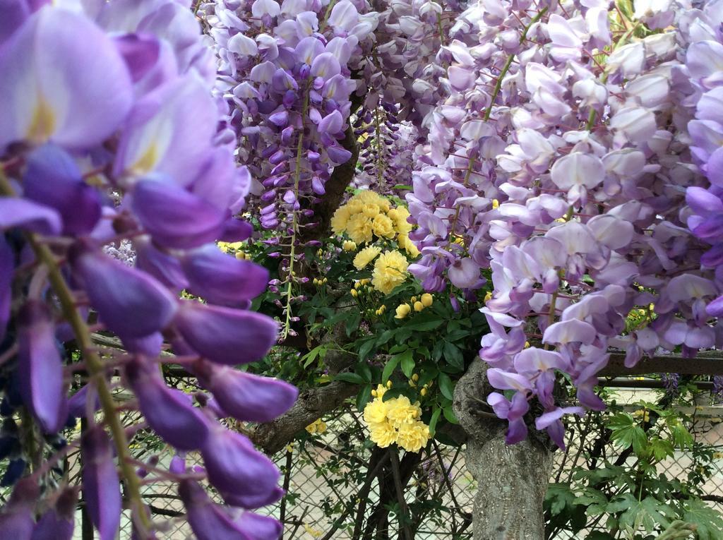 Fiorenza & Banksia Meuble 2* Alassio